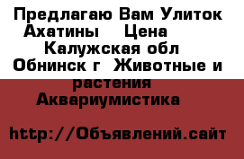 Предлагаю Вам Улиток Ахатины  › Цена ­ 50 - Калужская обл., Обнинск г. Животные и растения » Аквариумистика   